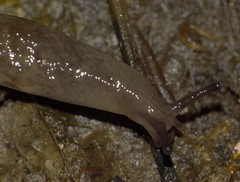 Deroceras