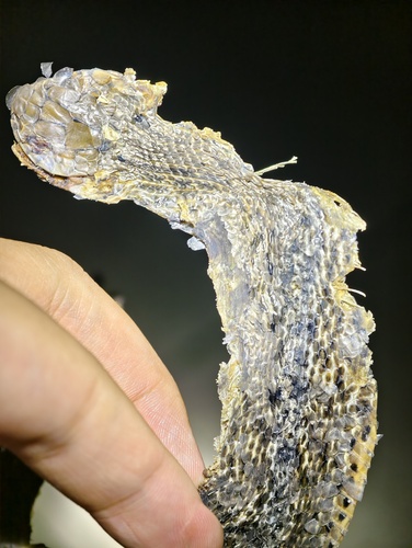 King Ratsnake