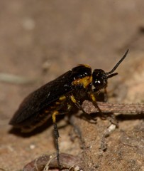 Adurgoa gonagra