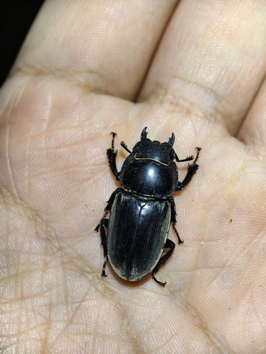Serrognathus titanus platymelus