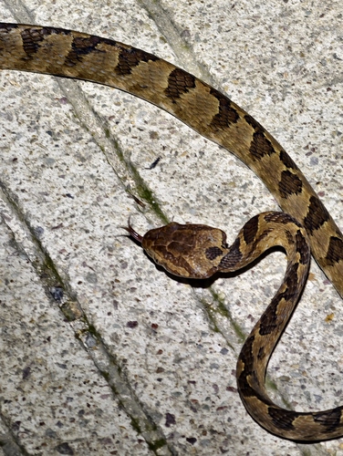 Kelung Cat Snake