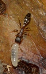 Formicidae