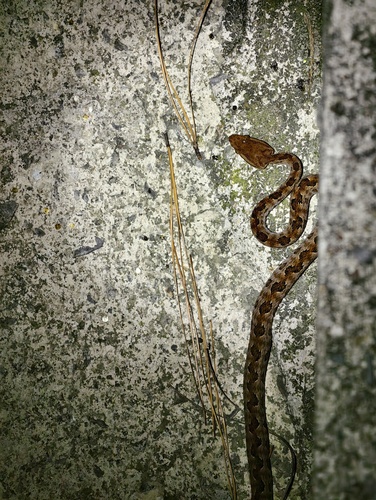 Brown spotted pitviper