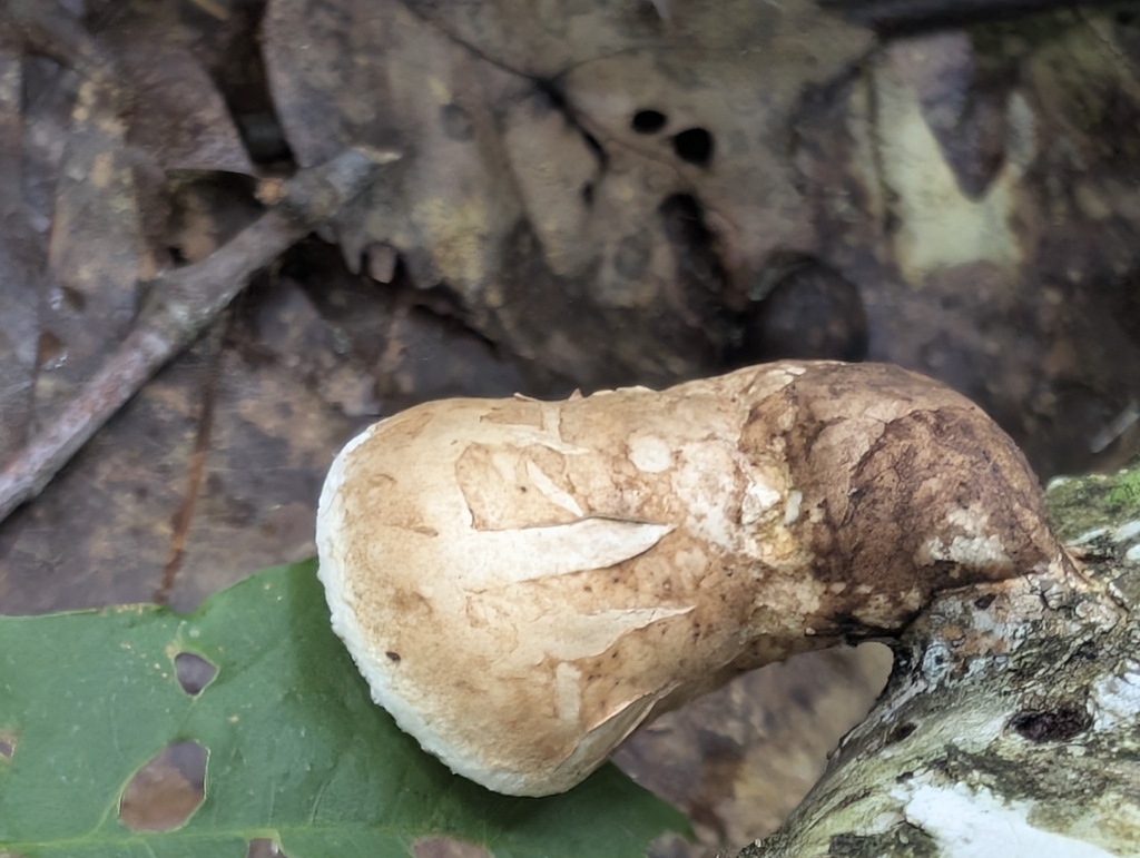 birch polypore · August 2026 · photo: Photo: (c) Ben Lapham, some rights reserved (CC BY-SA) · iNaturalist