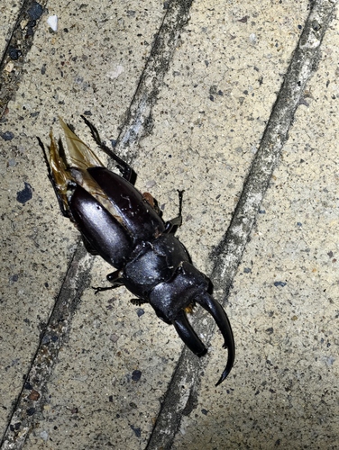 Epidorcus gracilis