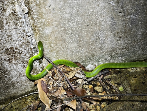 Chinese Green Snake