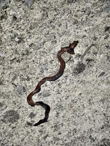 Northern Reed Snake