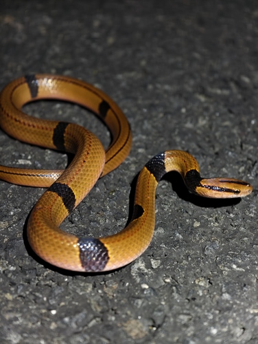 Chinese Bamboo Ratsnake