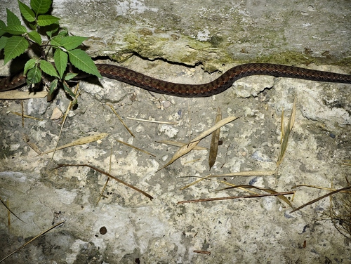 Kuatun Keelback