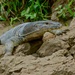 Common Water Monitor - Photo (c) Bernard DUPONT, some rights reserved (CC BY-SA)