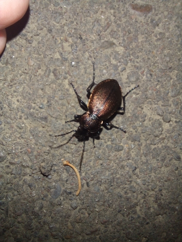 Carabus regalis