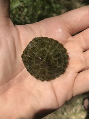 Graptemys caglei