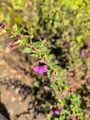 Cuphea aequipetala, photograph (c) Nathan Cole, some rights reserved (CC BY)