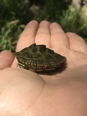Graptemys caglei