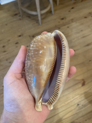 Cypraea cervus observed 2026-08-03