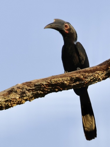 Black Hornbill