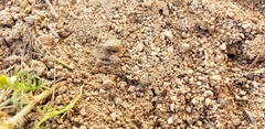 Blapstinus