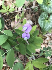 Lathyrus nevadensis