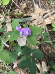 Lathyrus nevadensis