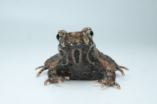 Daoji’s Horned Toad