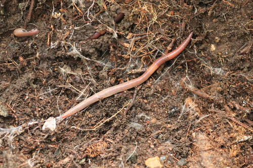 Common Earthworm (Lumbricus terrestris) · iNaturalist