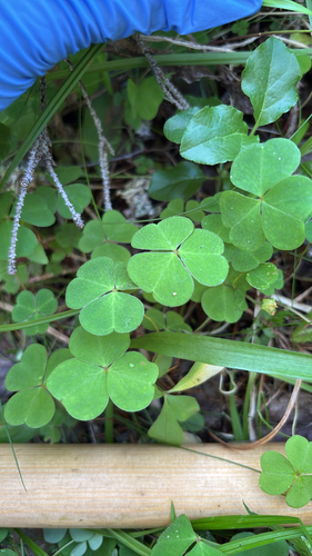 European wood-sorrel