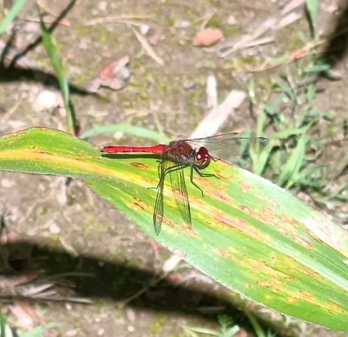 Ruddy Darter