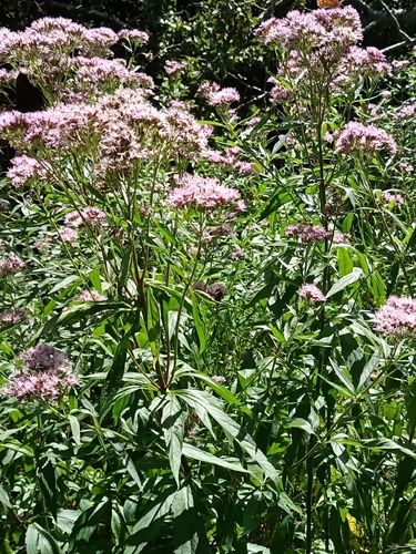 hemp agrimony