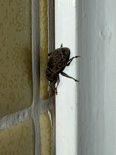 Dyslobus granicollis