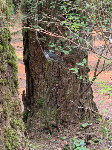 Perisoreus canadensis