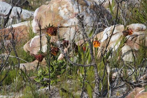 Liparia splendens, photograph 4