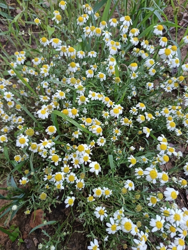 Corn Chamomile