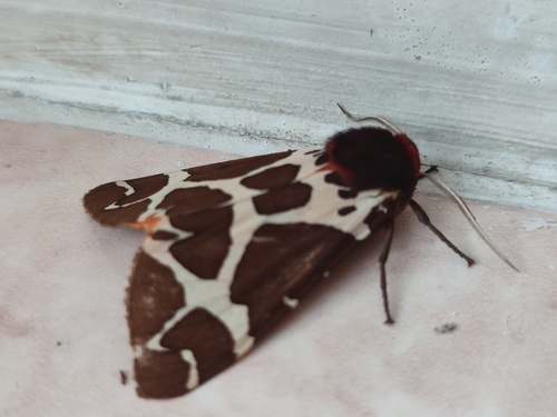 Garden Tiger