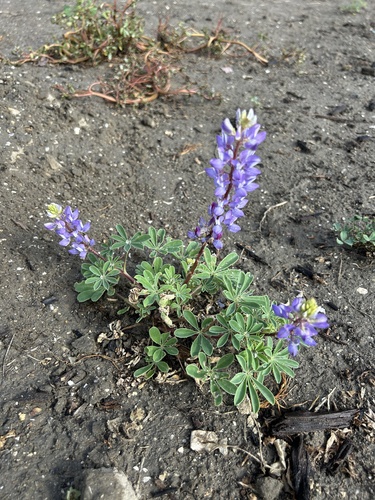 Lupinus succulentus observed 2026-08-03
