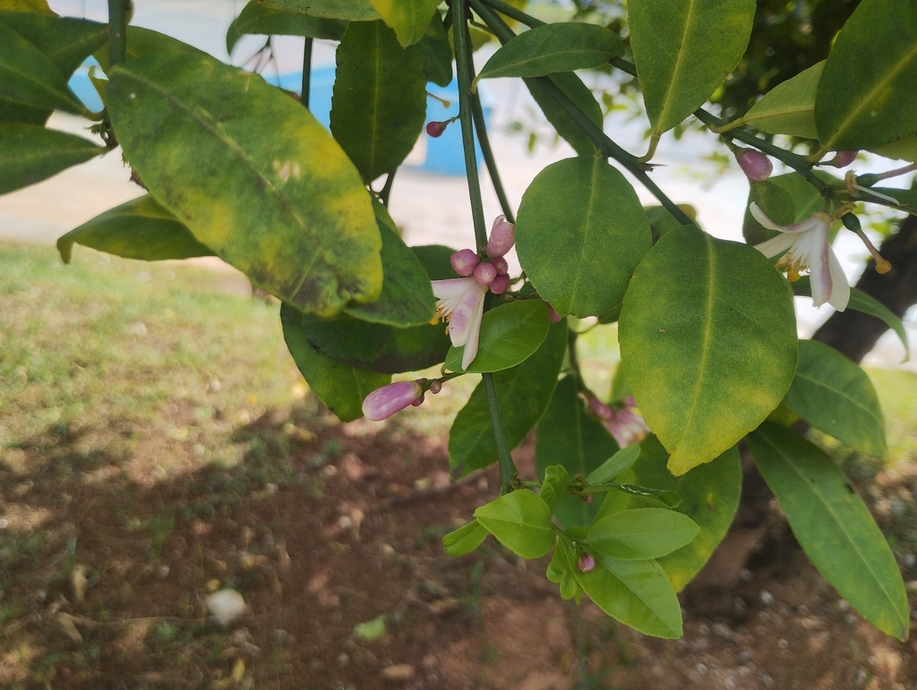 Citrus medica, Rua Emílio Agostine, 16 - Jardim Morada do Sol, Indaiatuba - SP, 13348-130, Brasil