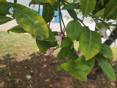 Citrus medica