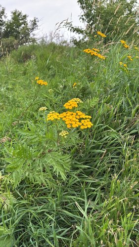 tansy