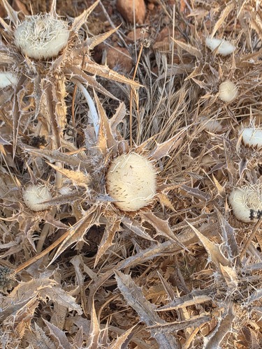 Woolly Carline-thistle