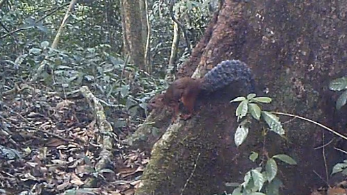 Western Palm Squirrel