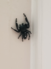 Phidippus audax