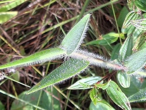 Echinolaena observed 2026-08-03