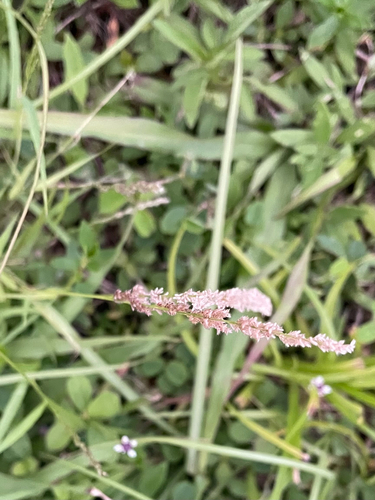 Eragrostis ciliaris observed 2026-08-01