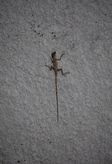 Anolis argenteolus
