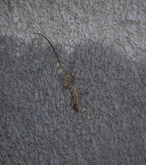 Anolis argenteolus