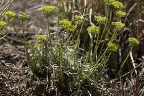 MacDougal's Indian parsley (Aletes macdougalii)