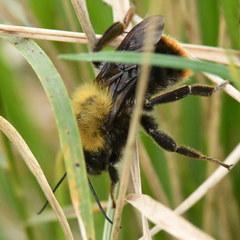 Bombus bellicosus