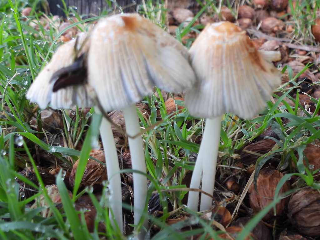 flocculose inkcap · August 2026 · photo: Photo: (c) Oscar Alejandro Morales Juárez, some rights reserved (CC BY-SA) · iNaturalist