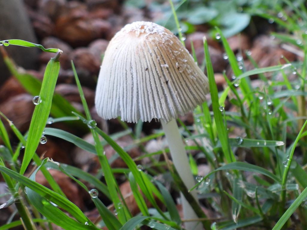 flocculose inkcap · August 2026 · photo: Photo: (c) Oscar Alejandro Morales Juárez, some rights reserved (CC BY-SA) · iNaturalist