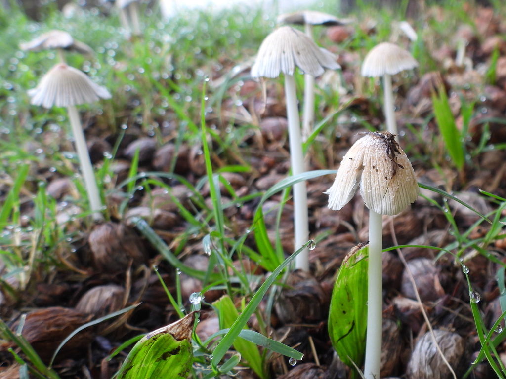 flocculose inkcap · August 2026 · photo: Photo: (c) Oscar Alejandro Morales Juárez, some rights reserved (CC BY-SA) · iNaturalist