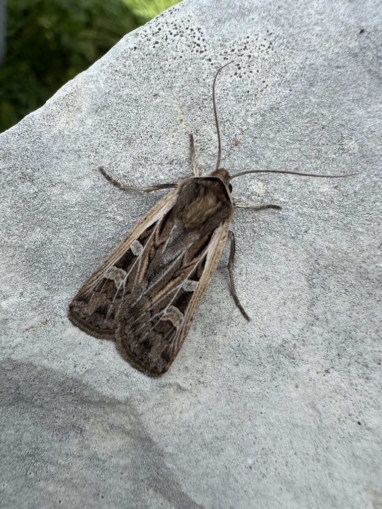 Actebia multifida